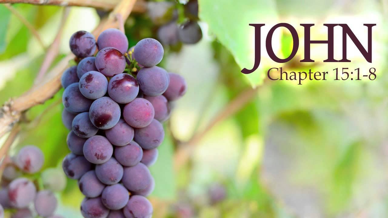 god's promises about fruitfulness, fruitful christians, fruitful ministry, john 15